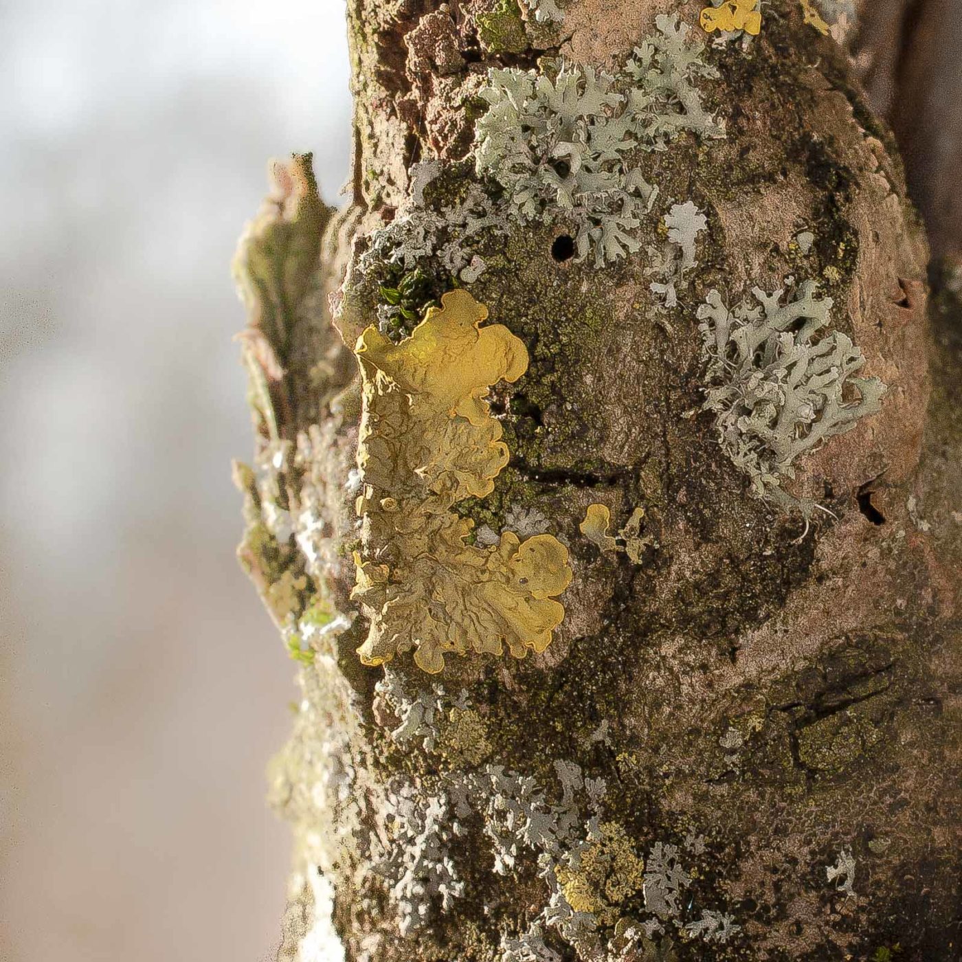 2019-02-16 - NSG Klöppersberg C-R