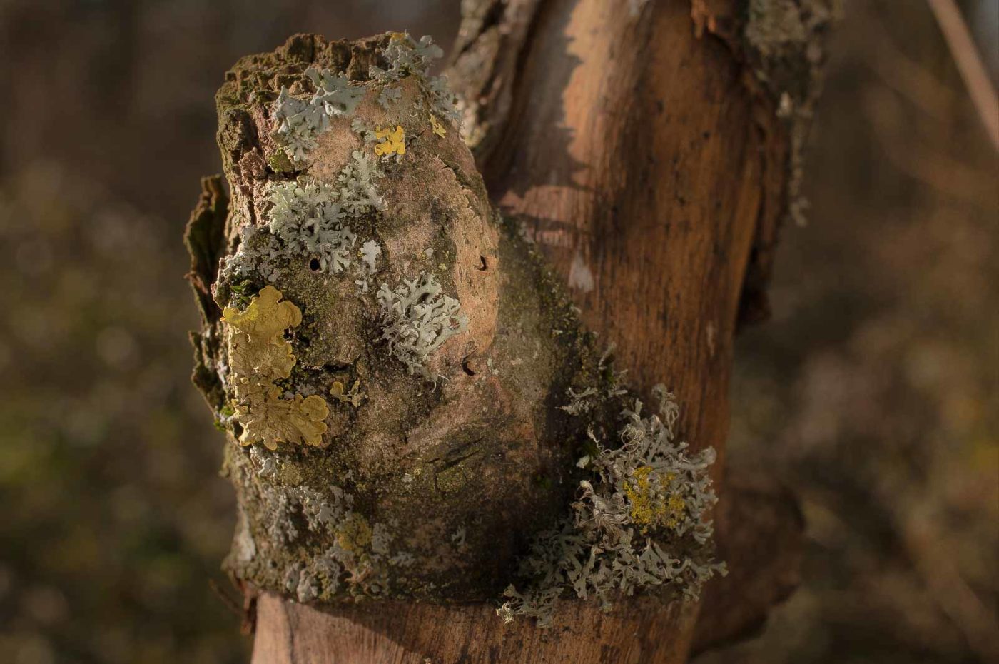 2019-02-16 - NSG Klöppersberg C-R