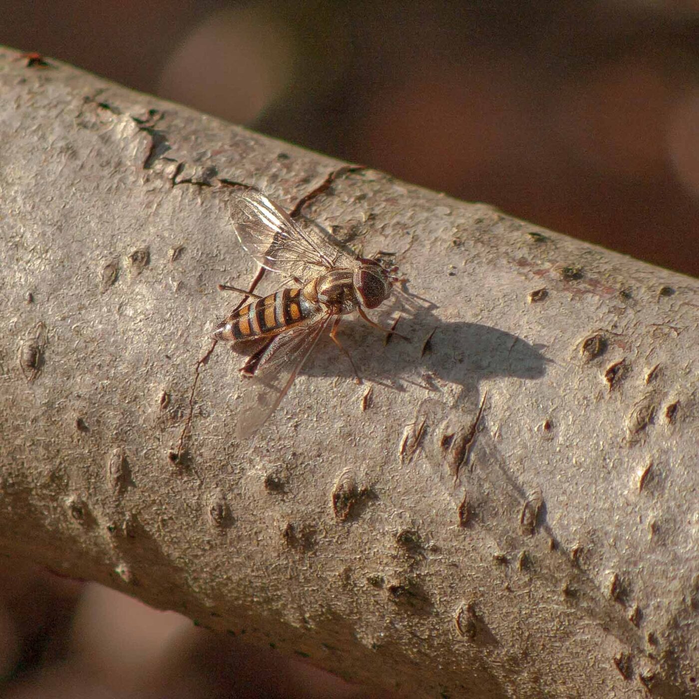 2019-02-16 - NSG Klöppersberg C-R