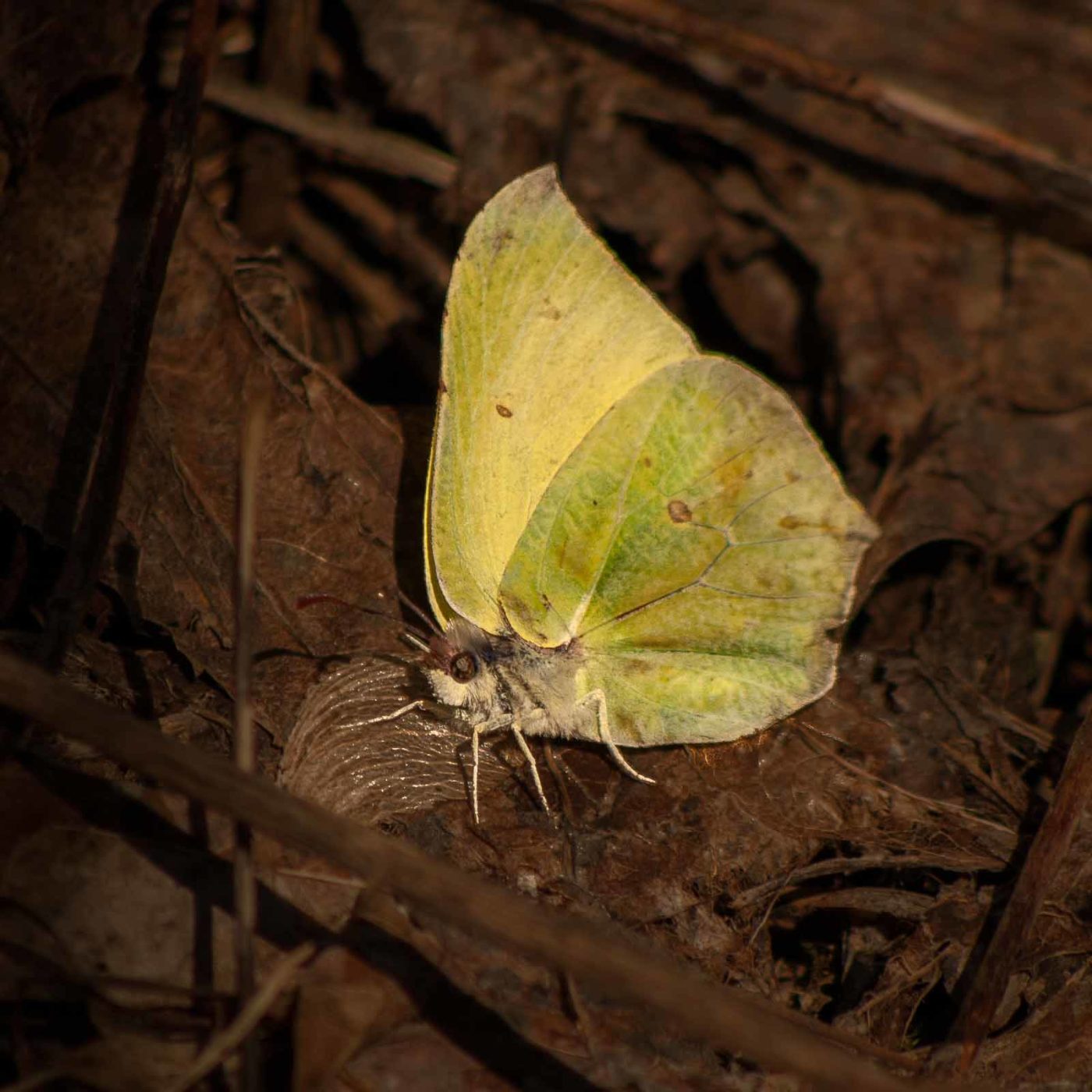 2019-02-16 - NSG Klöppersberg C-R