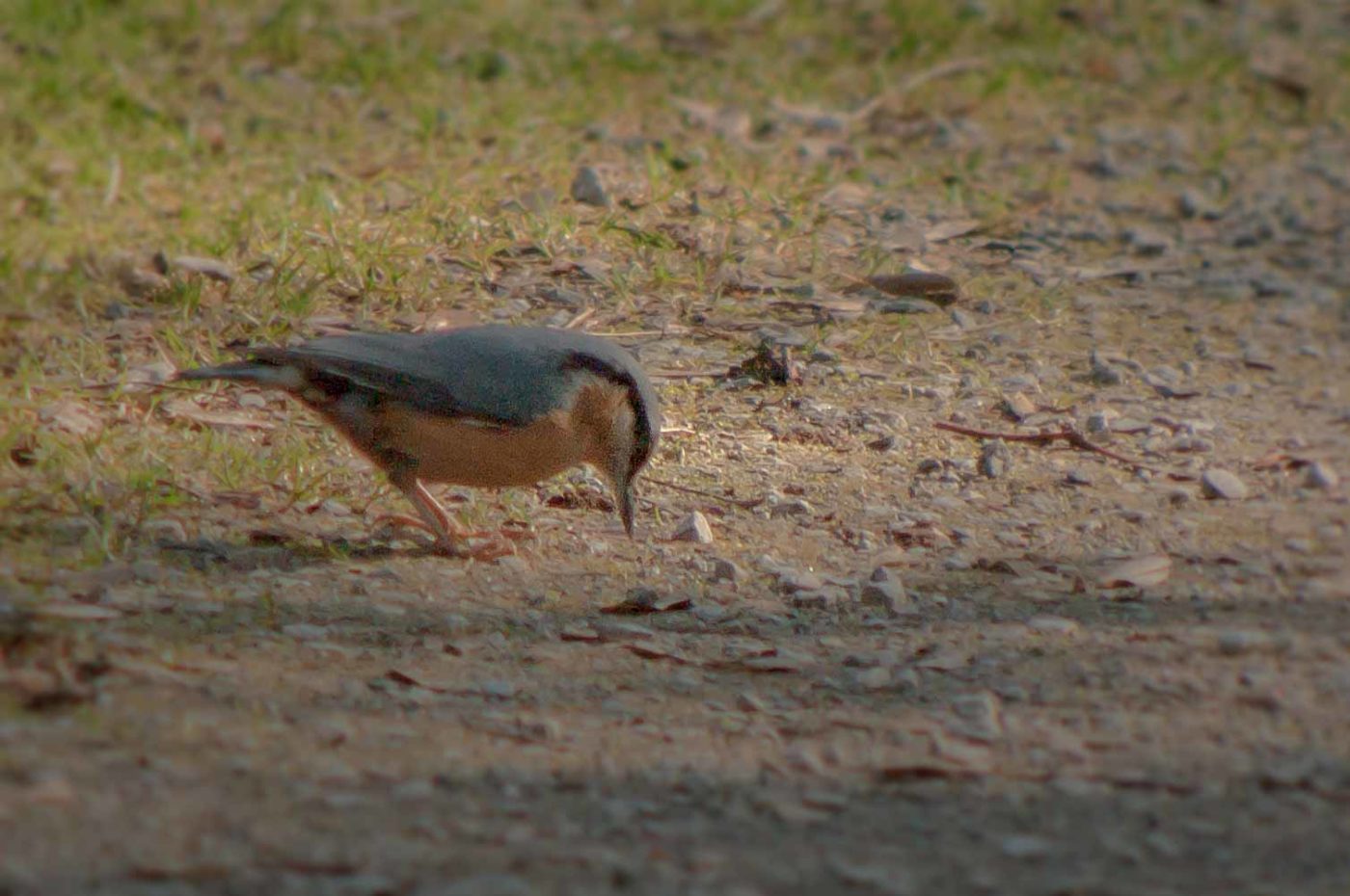 2019-02-16 - NSG Klöppersberg C-R