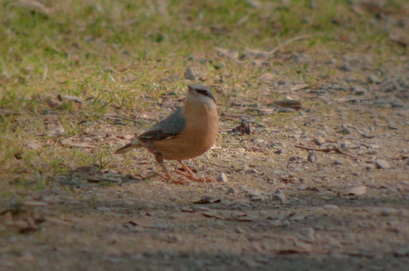 2019-02-16 - NSG Klöppersberg C-R