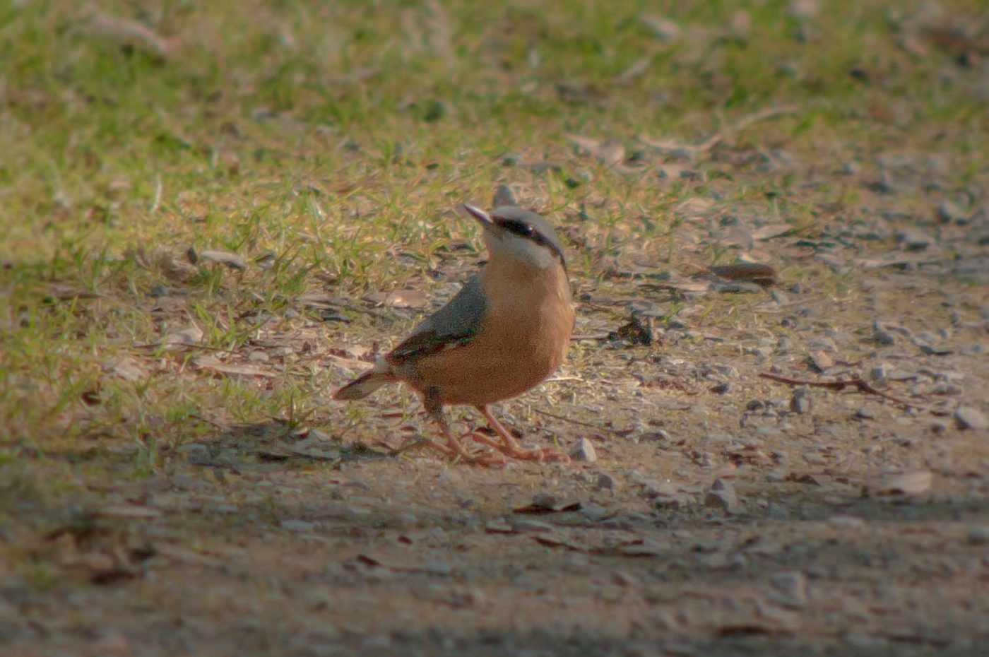 2019-02-16 - NSG Klöppersberg C-R