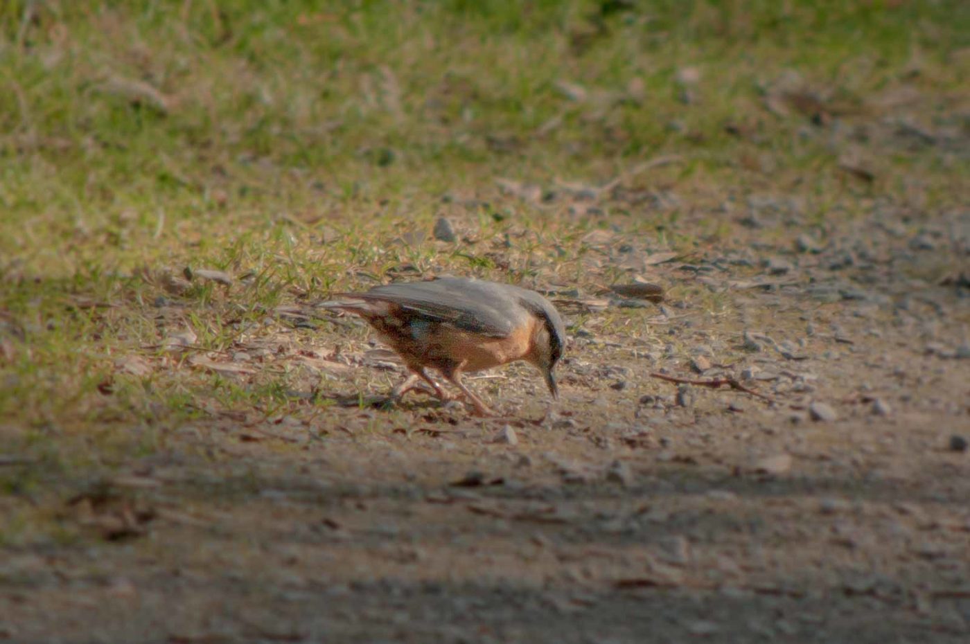 2019-02-16 - NSG Klöppersberg C-R