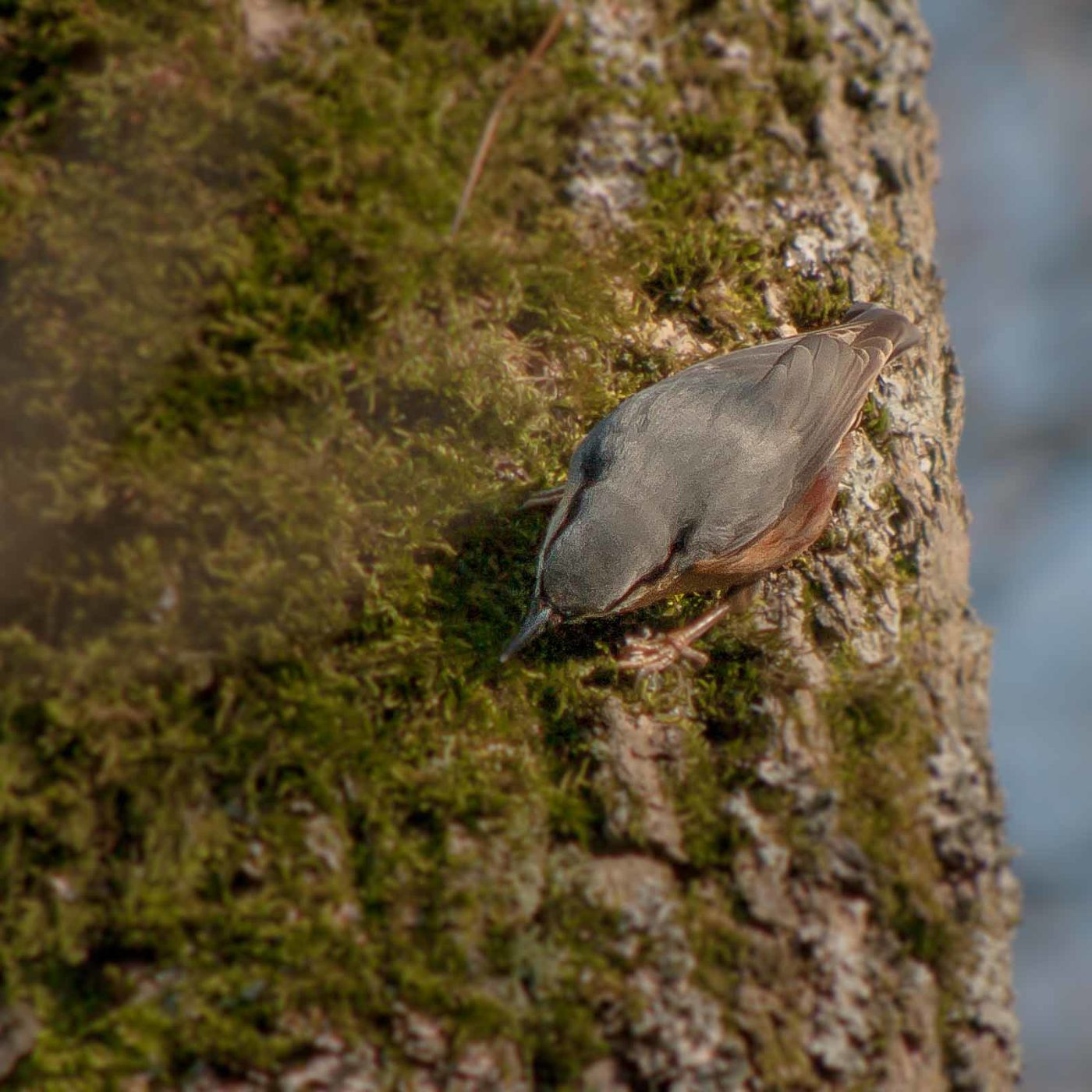 2019-02-16 - NSG Klöppersberg C-R