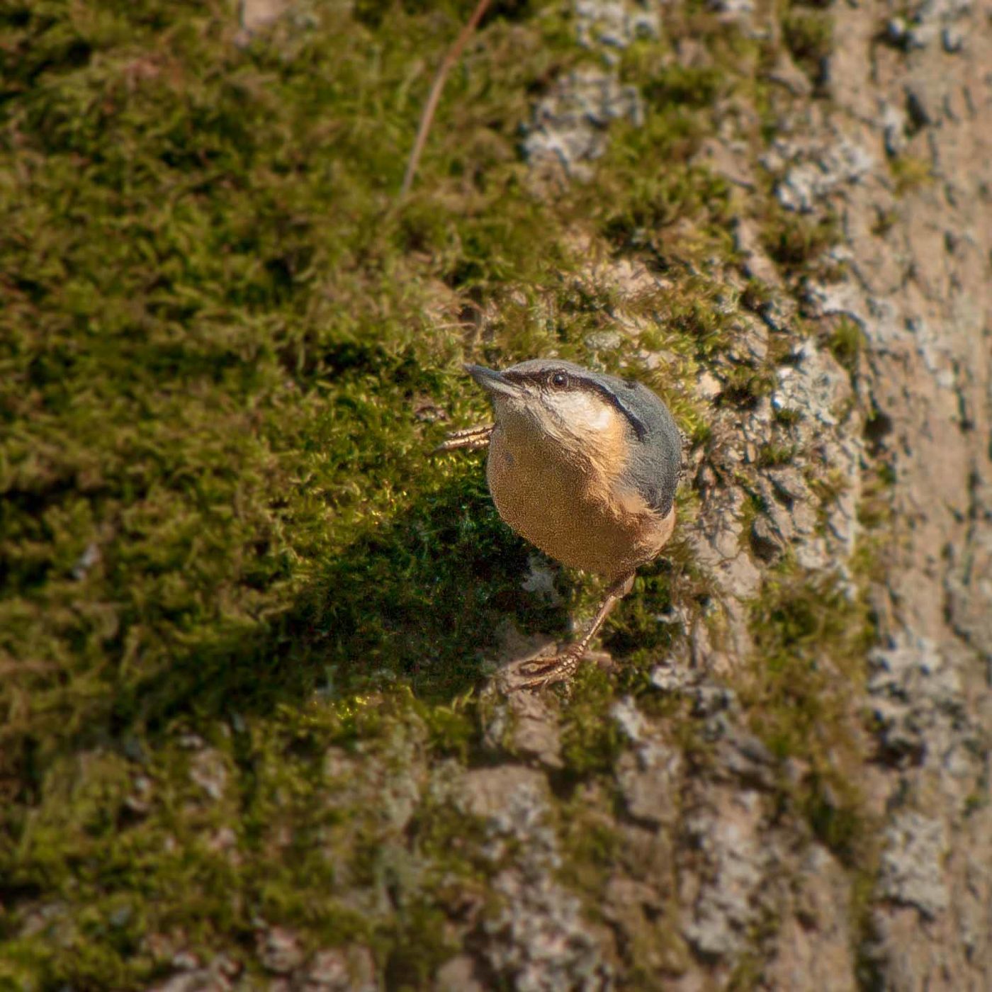 2019-02-16 - NSG Klöppersberg C-R