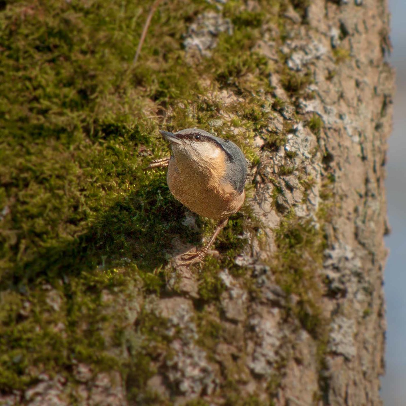 2019-02-16 - NSG Klöppersberg C-R