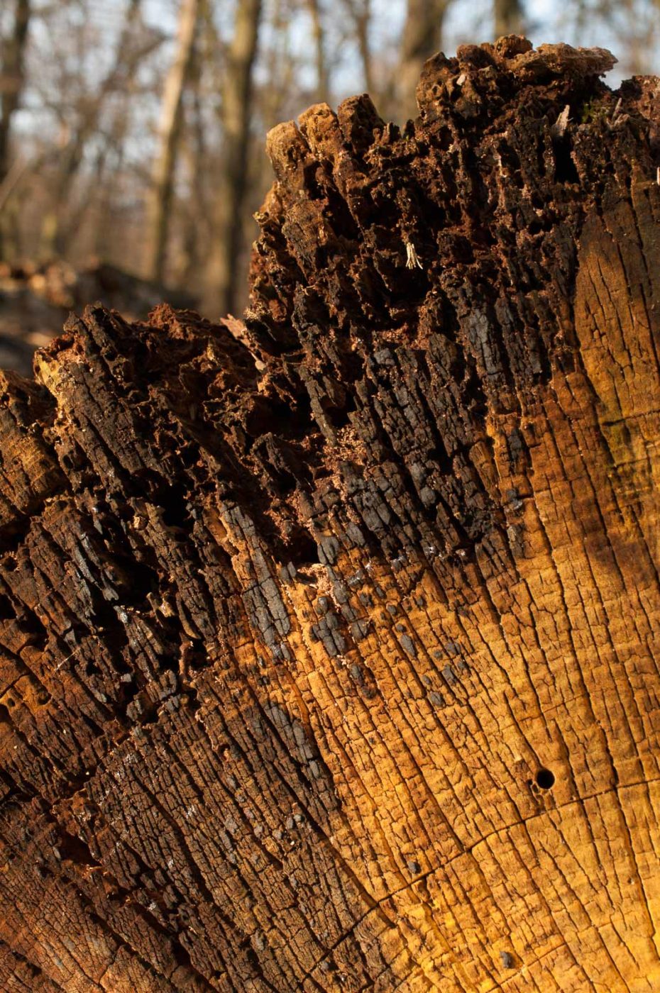 2019-02-16 - NSG Klöppersberg C-R