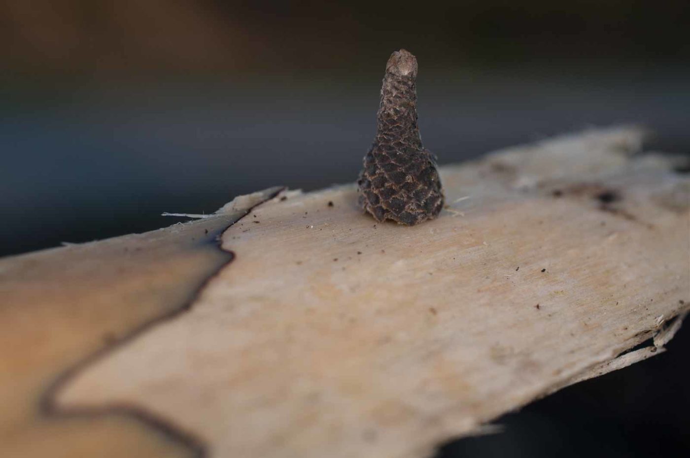 2019-02-16 - NSG Klöppersberg C-R