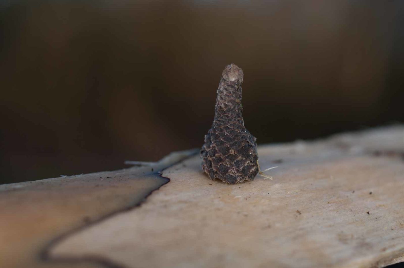 2019-02-16 - NSG Klöppersberg C-R