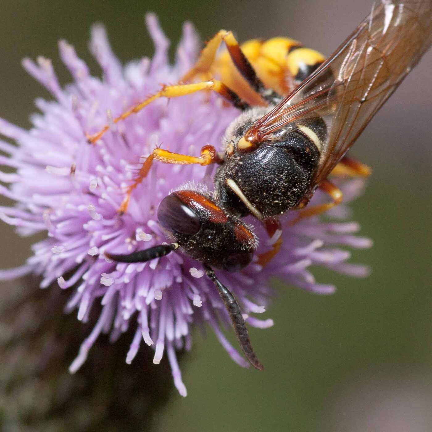 2019-02-26 - NSG Resser Wald und Emscherbruch