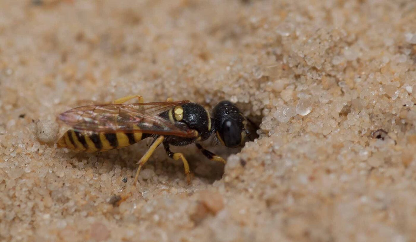 2019-02-26 - NSG Resser Wald und Emscherbruch