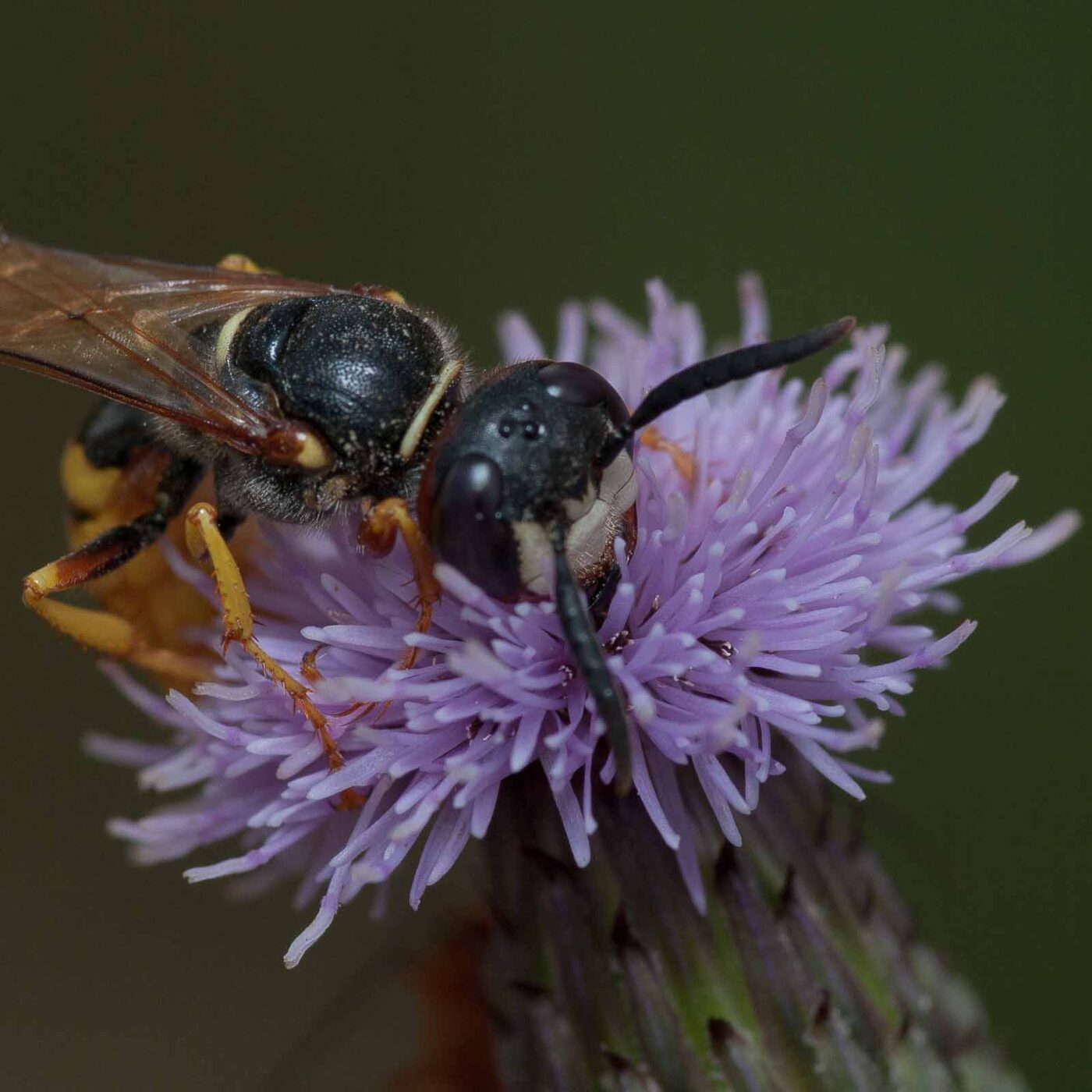 2019-02-26 - NSG Resser Wald und Emscherbruch