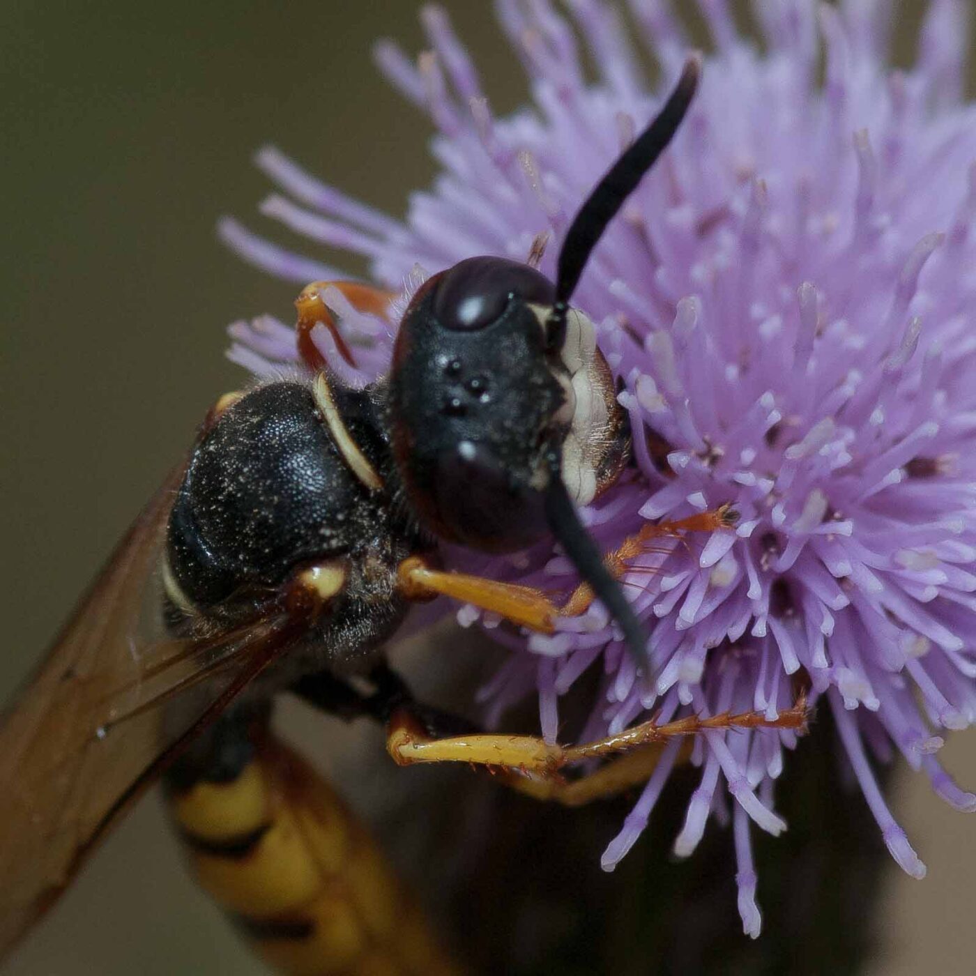 2019-02-26 - NSG Resser Wald und Emscherbruch