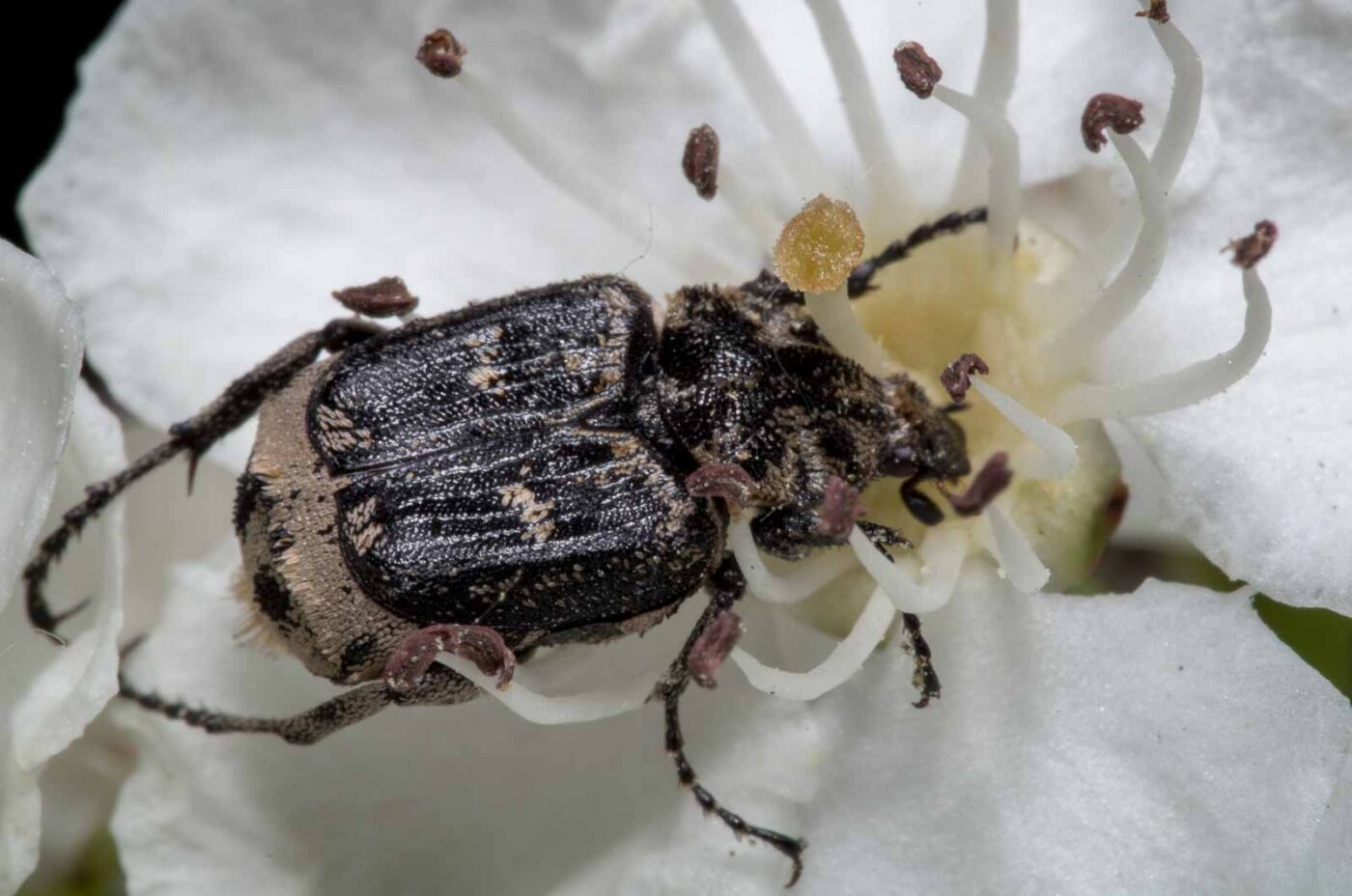 2020-04-26 - NSG Hafen Herten