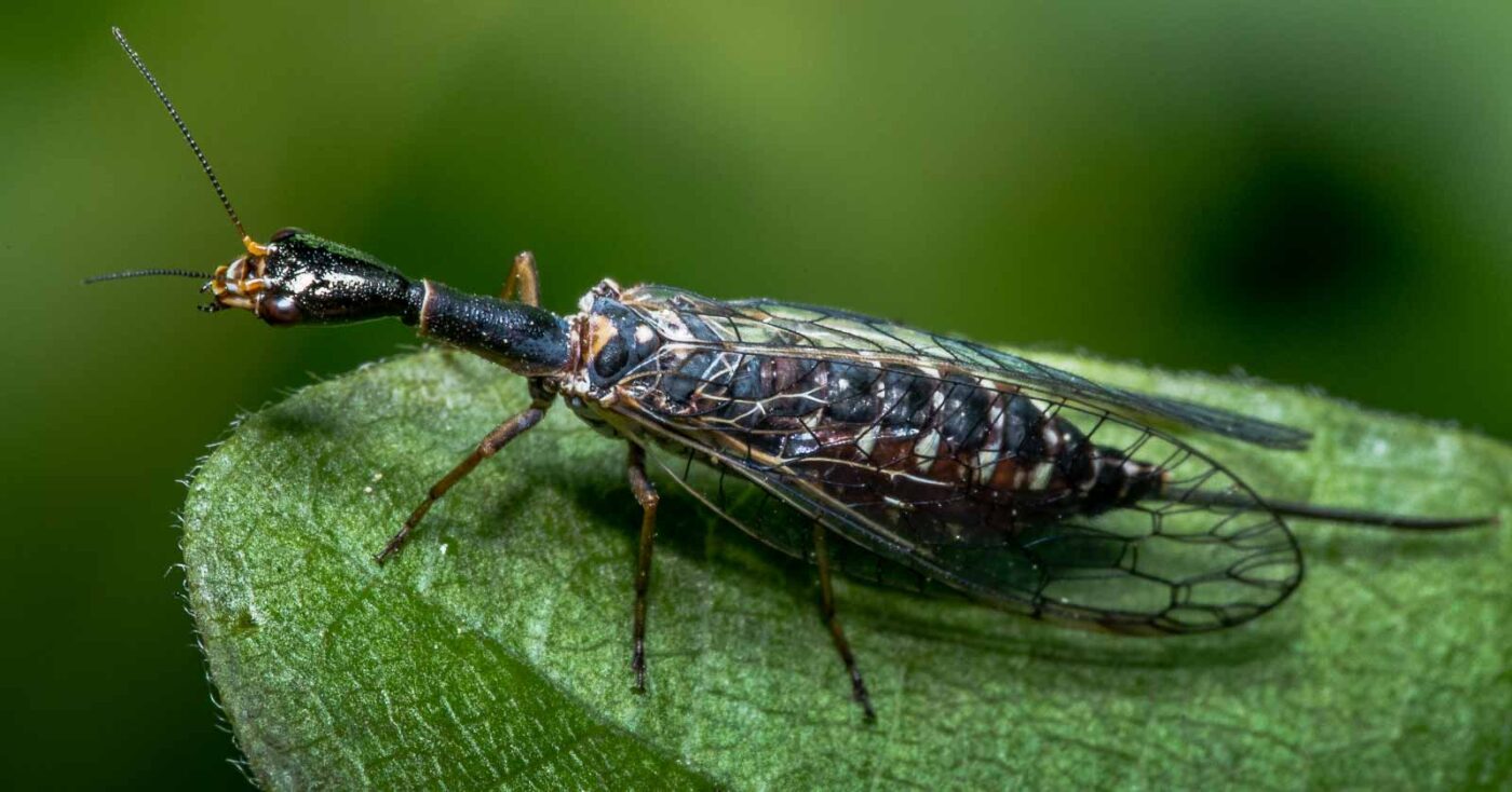 2020-04-26 - NSG Hafen Herten