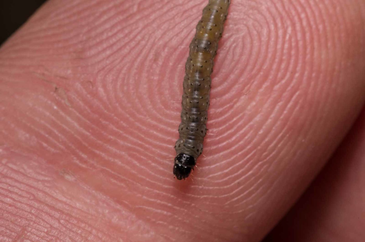 2018-09-27 - NSG Bergehalde Unser-Fritz