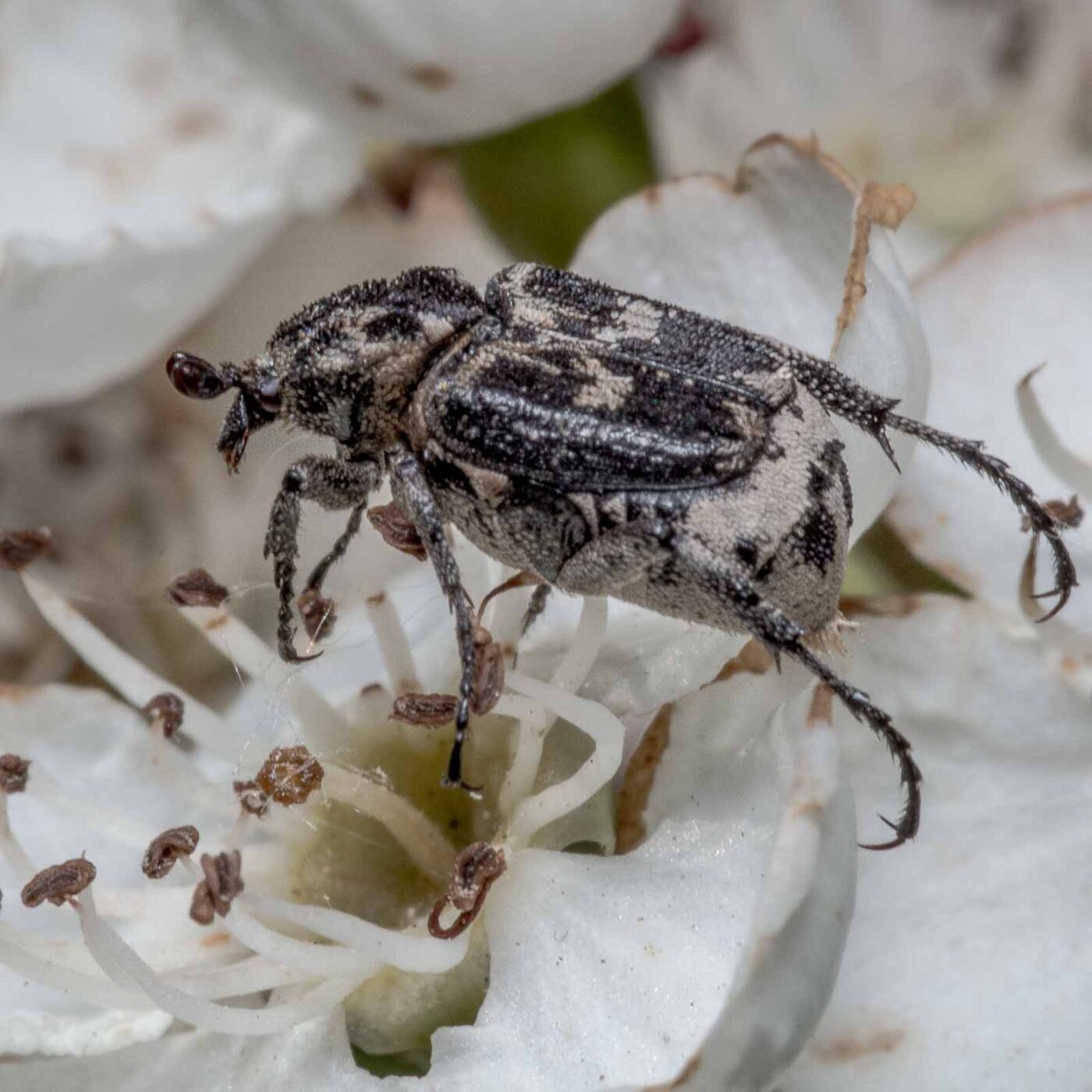 2020-04-27 - NSG Hafen Herten