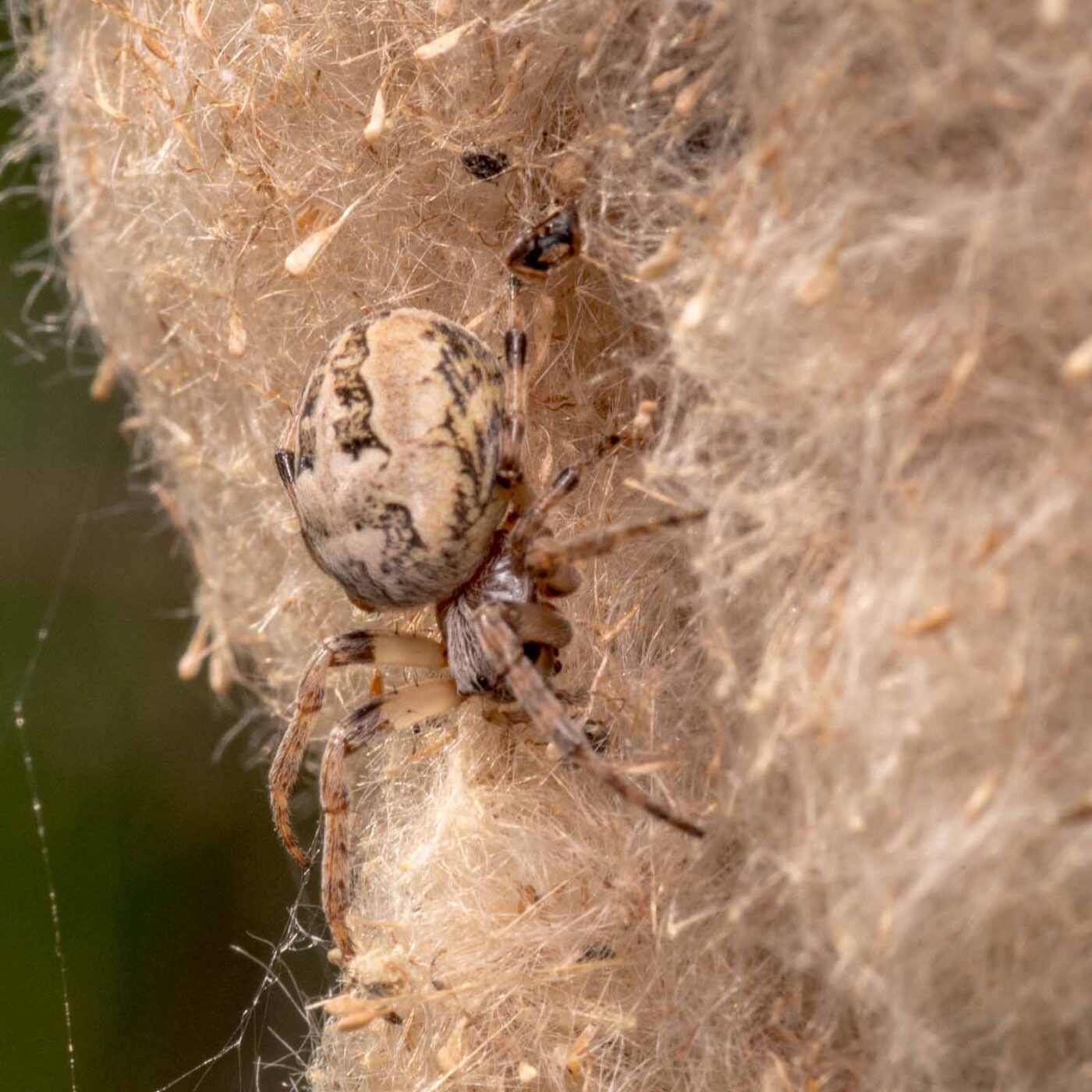 2020-04-27 - NSG Halde Pluto