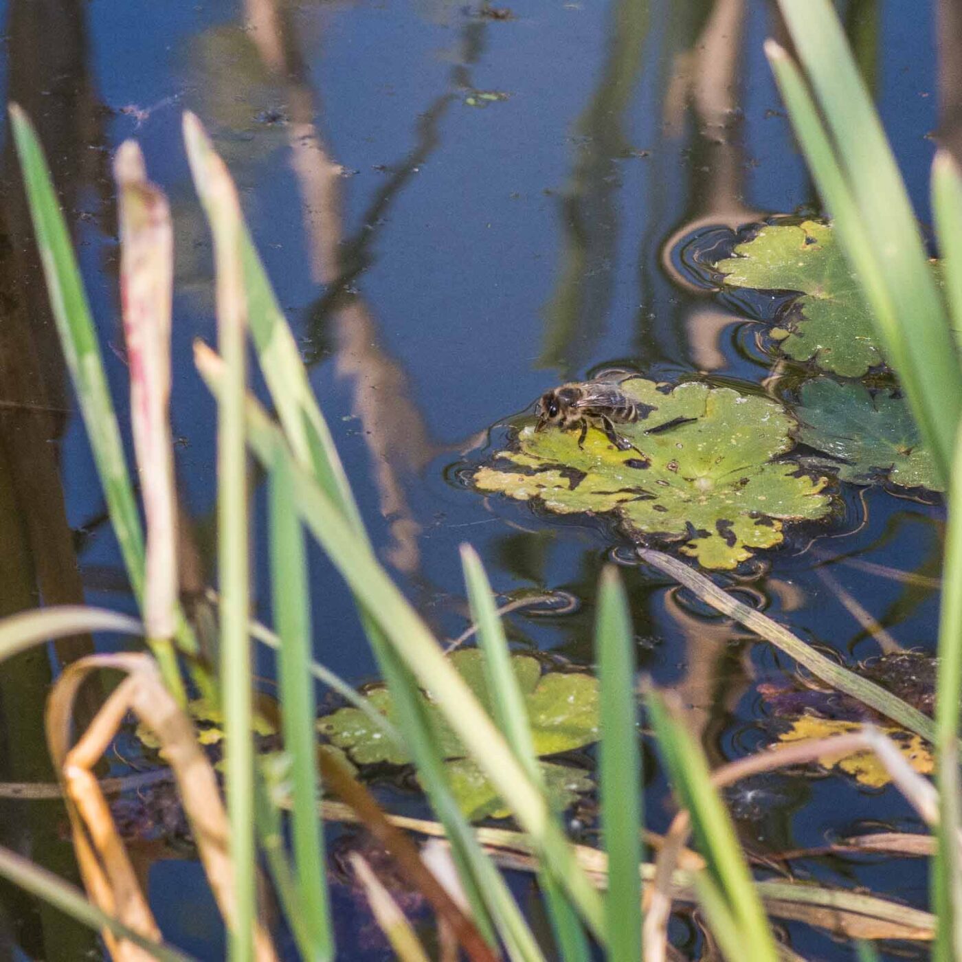 2020-04-27 - NSG Halde Pluto