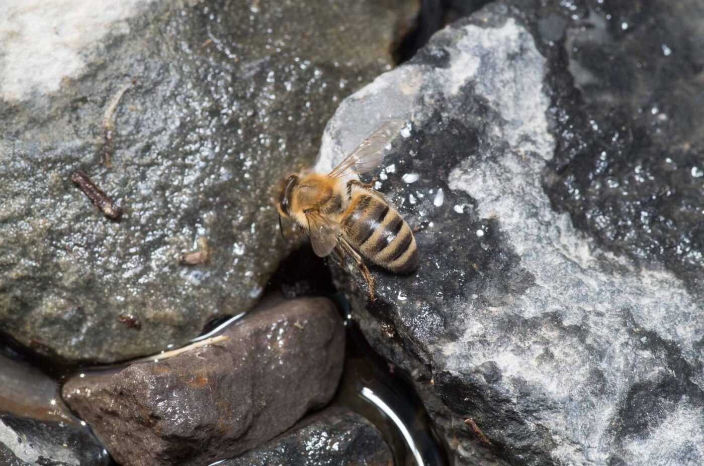 2020-04-27 - NSG Halde Pluto