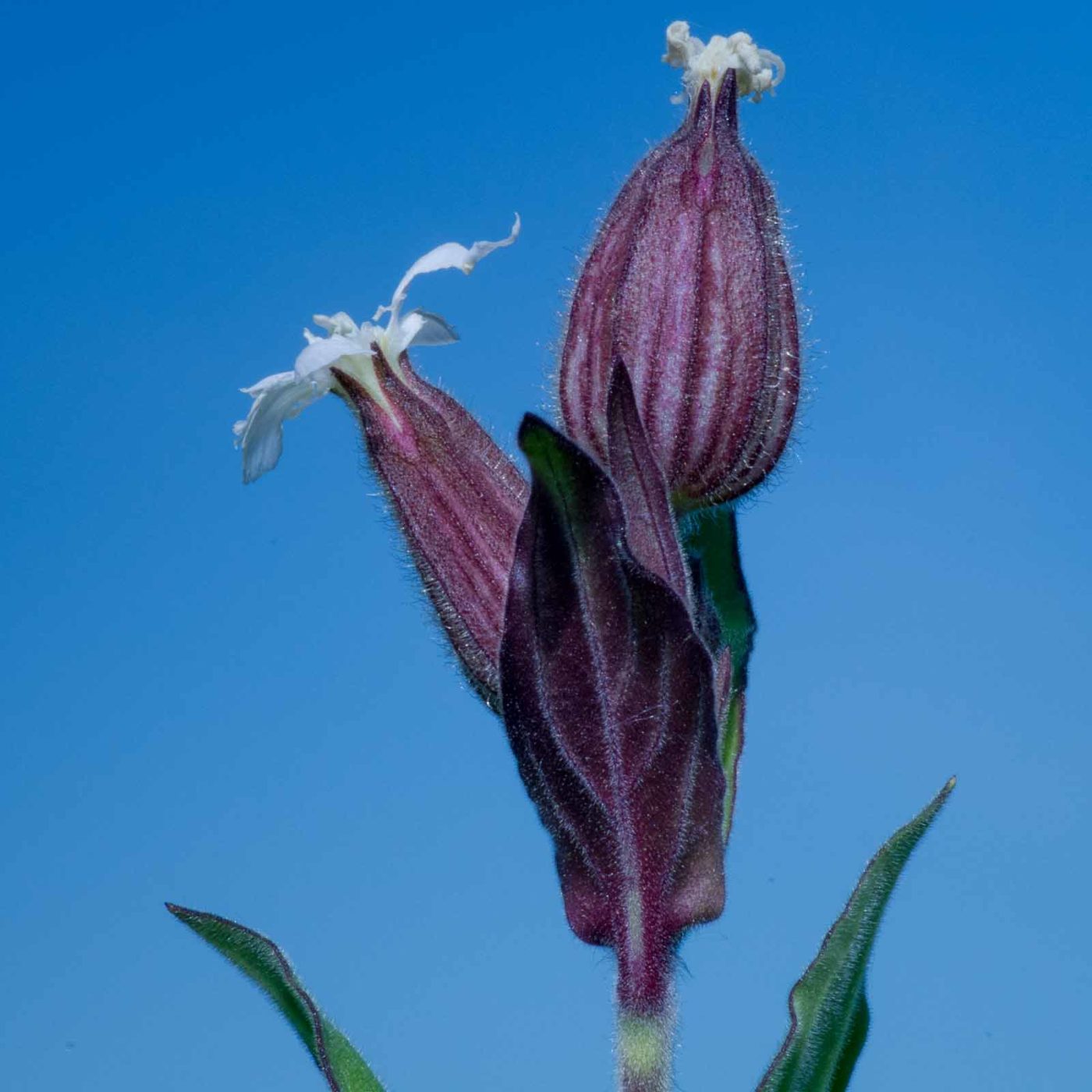 2020-05-07 - NSG Hürfeldhalde Dorsten