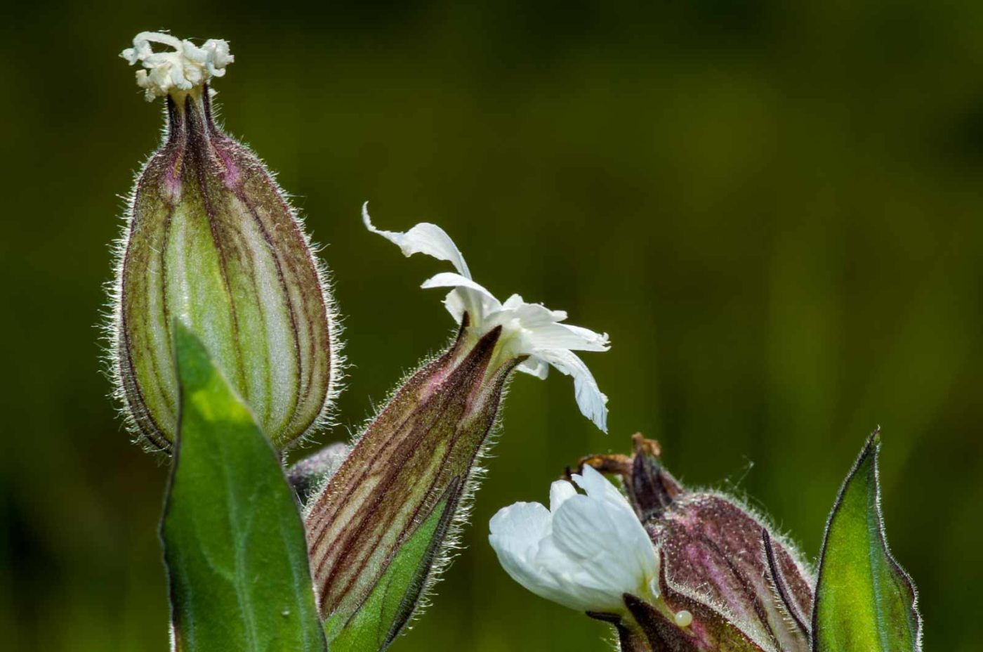 2020-05-07 - NSG Hürfeldhalde Dorsten