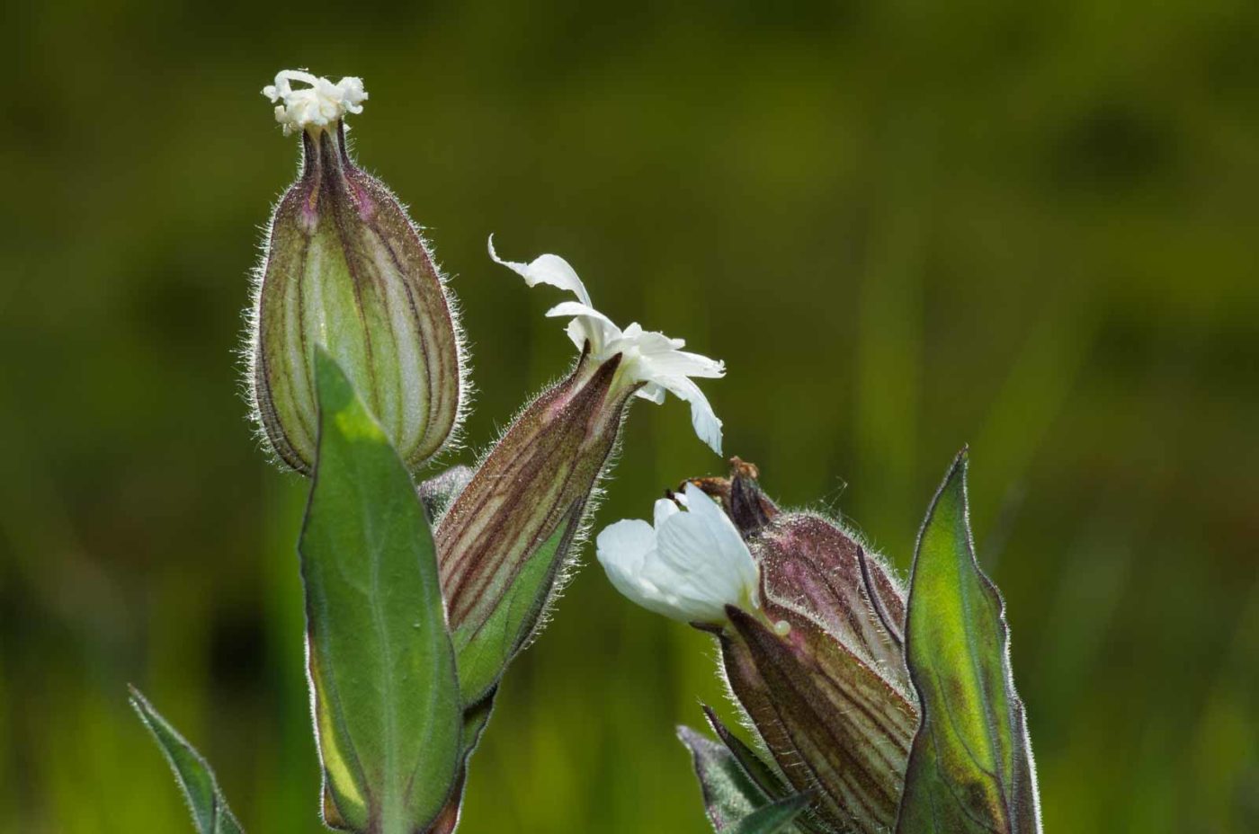 2020-05-07 - NSG Hürfeldhalde Dorsten
