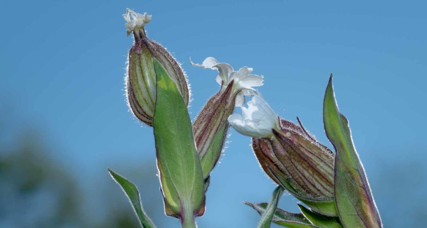2020-05-07 - NSG Hürfeldhalde Dorsten
