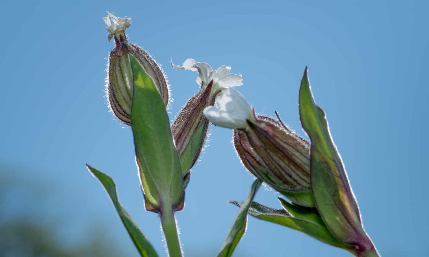 2020-05-07 - NSG Hürfeldhalde Dorsten