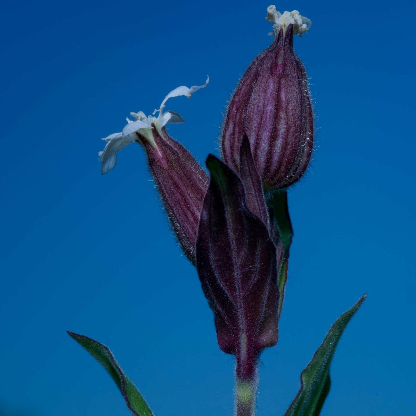 2020-05-07 - NSG Hürfeldhalde Dorsten