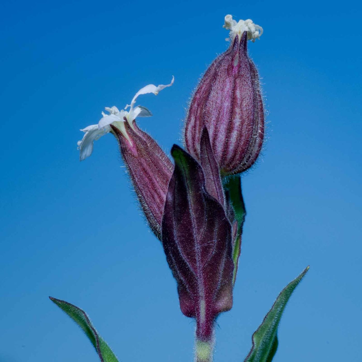 2020-05-07 - NSG Hürfeldhalde Dorsten