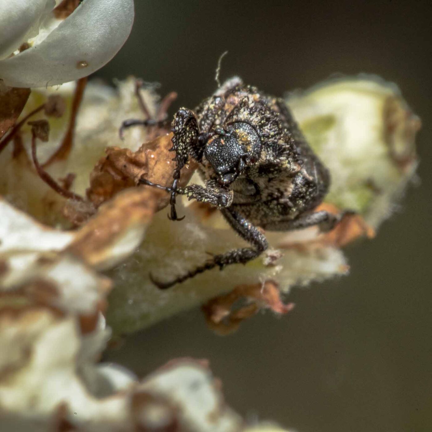 2020-05-07 - NSG Hürfeldhalde Dorsten