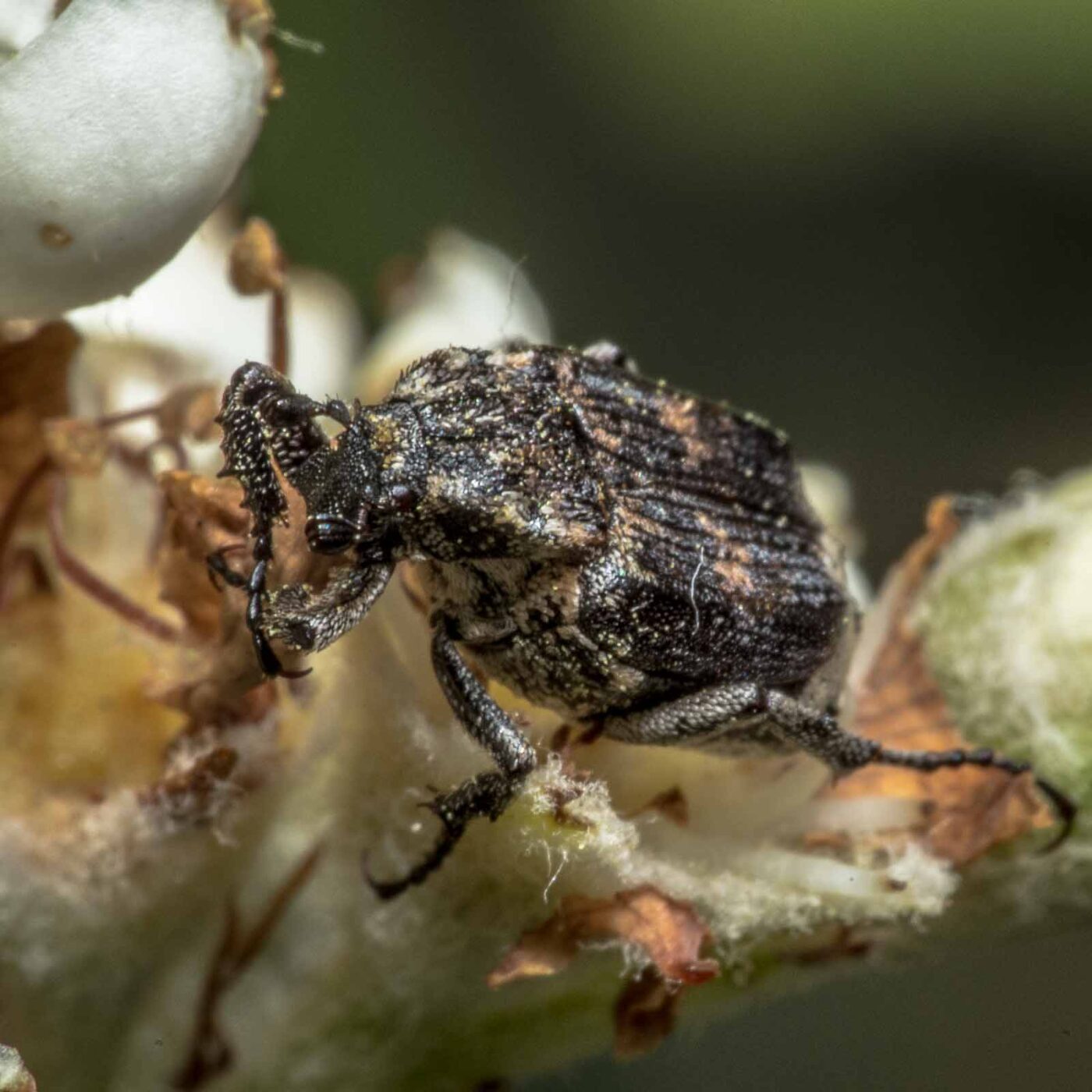 2020-05-07 - NSG Hürfeldhalde Dorsten