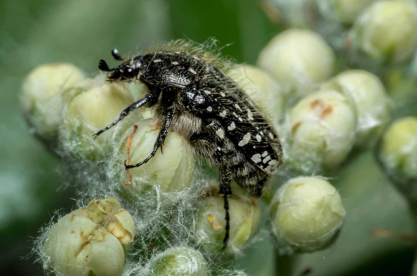 2020-05-07 - NSG Hürfeldhalde Dorsten