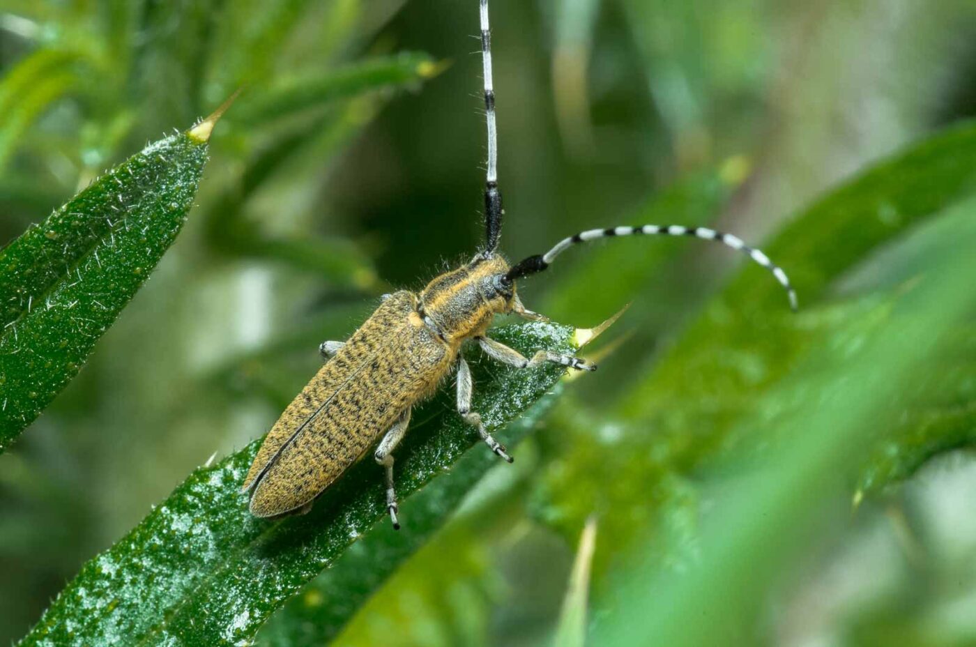2020-05-07 - NSG Hürfeldhalde Dorsten