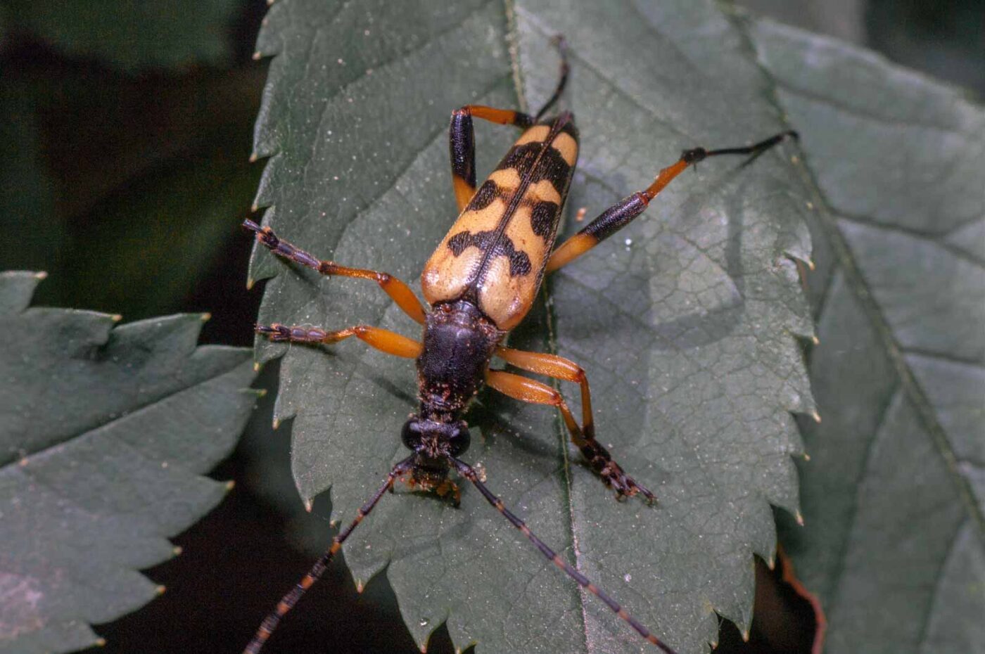 2020-05-21 - NSG Hürfeldhalde Dorsten