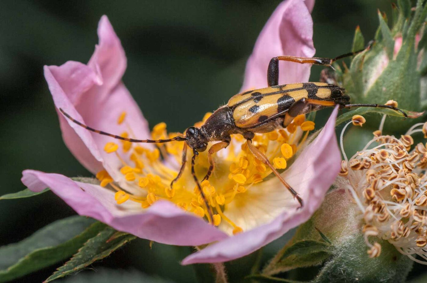 2020-05-21 - NSG Hürfeldhalde Dorsten
