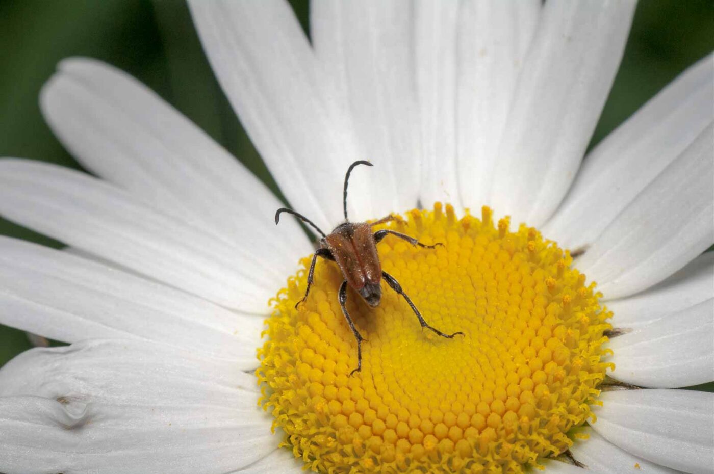 2020-05-21 - NSG Hürfeldhalde Dorsten