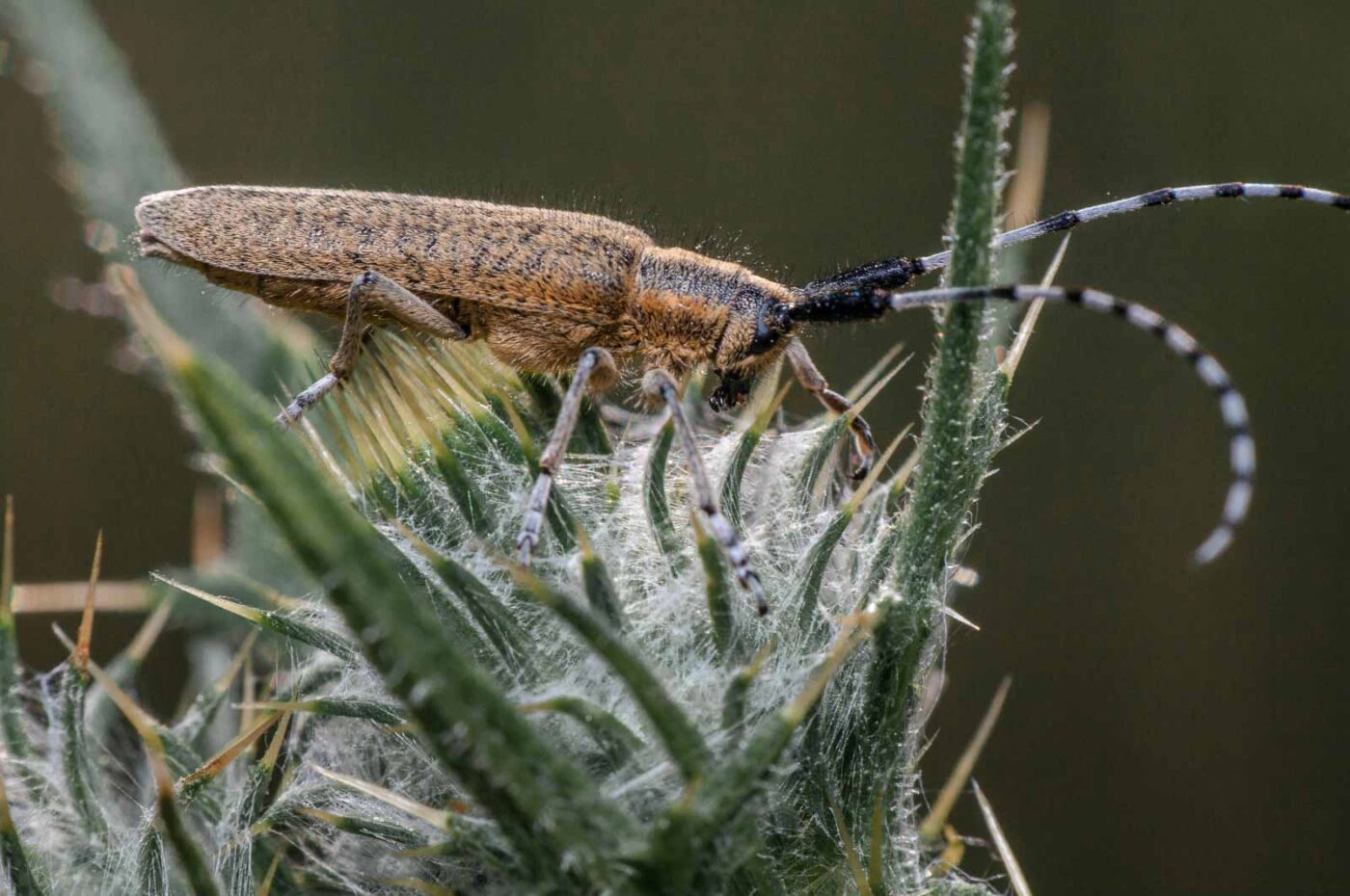2020-05-21 - NSG Hürfeldhalde Dorsten