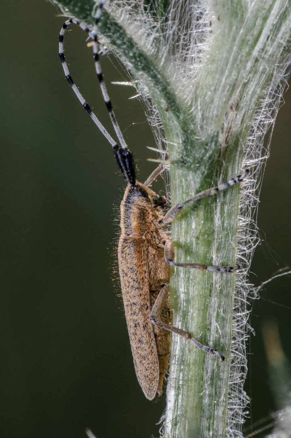 2020-05-21 - NSG Hürfeldhalde Dorsten