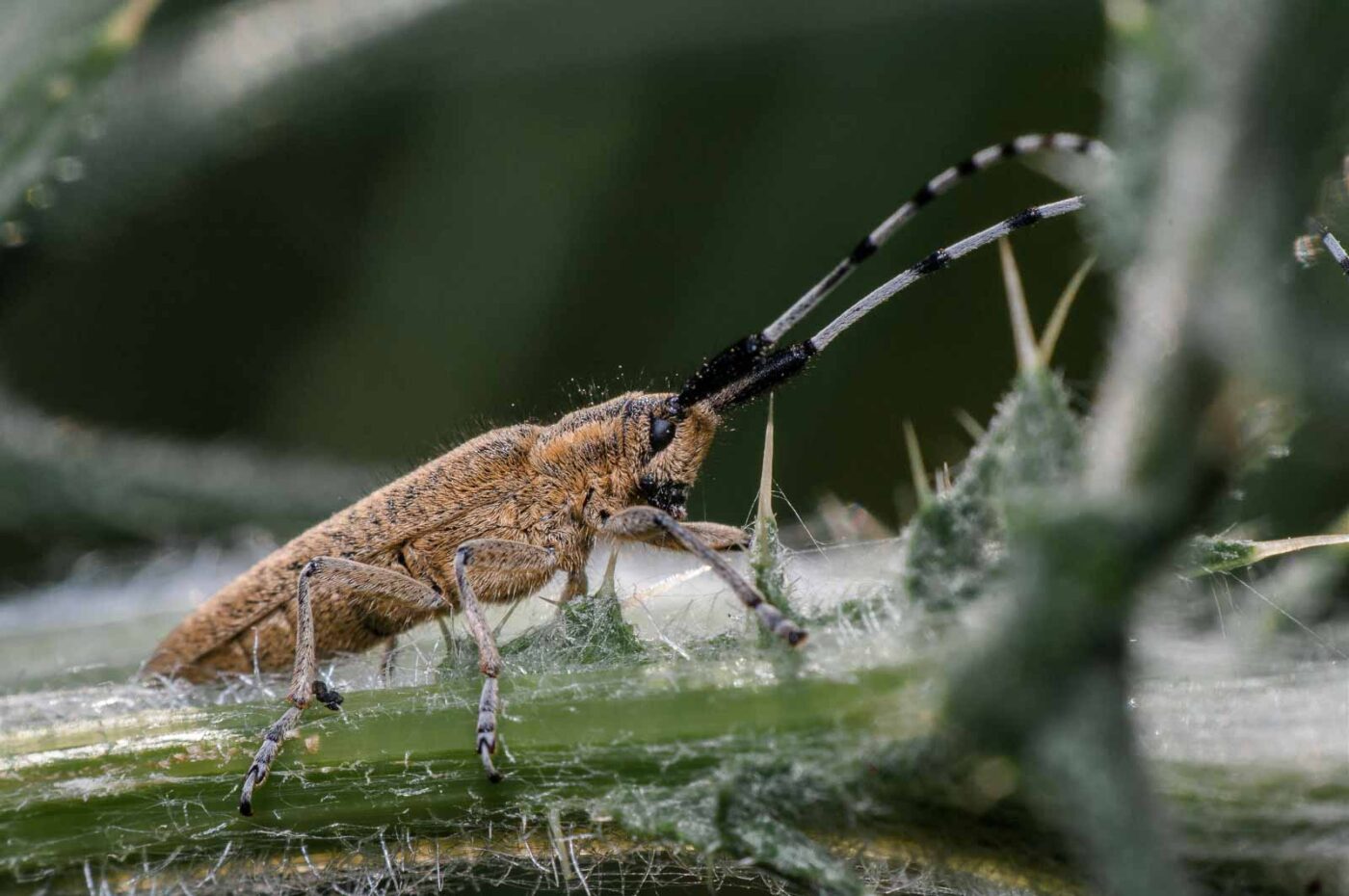 2020-05-21 - NSG Hürfeldhalde Dorsten