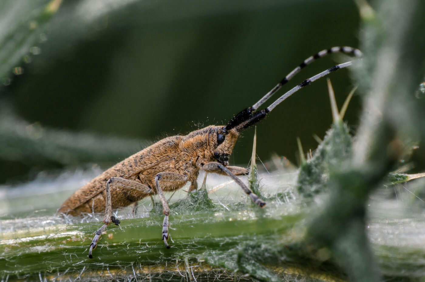 2020-05-21 - NSG Hürfeldhalde Dorsten