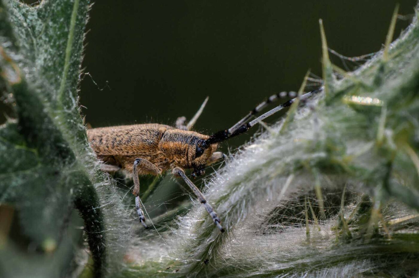 2020-05-21 - NSG Hürfeldhalde Dorsten