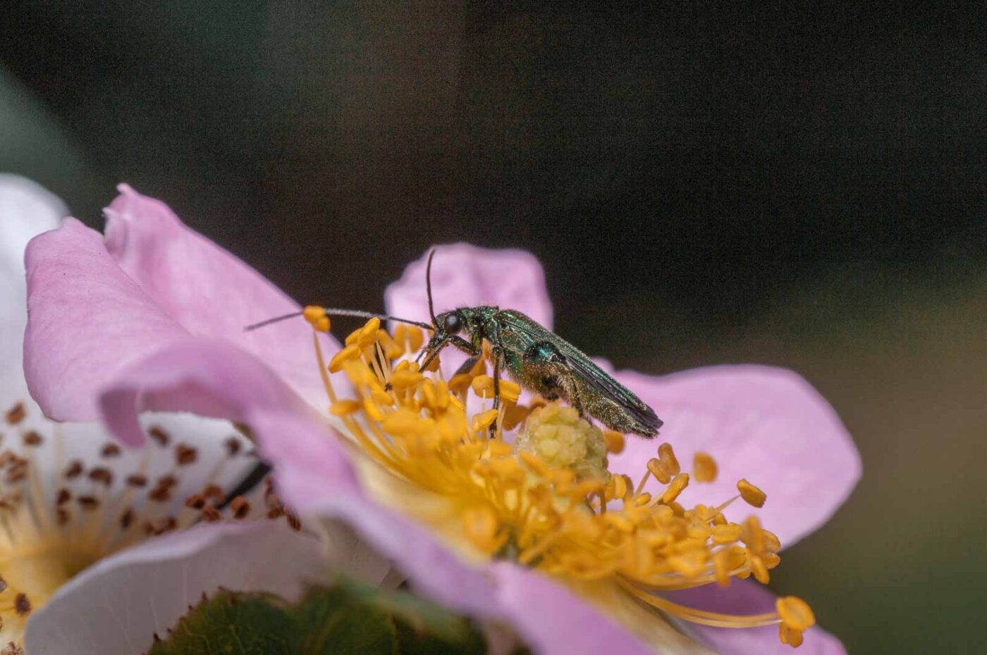 2020-05-21 - NSG Hürfeldhalde Dorsten
