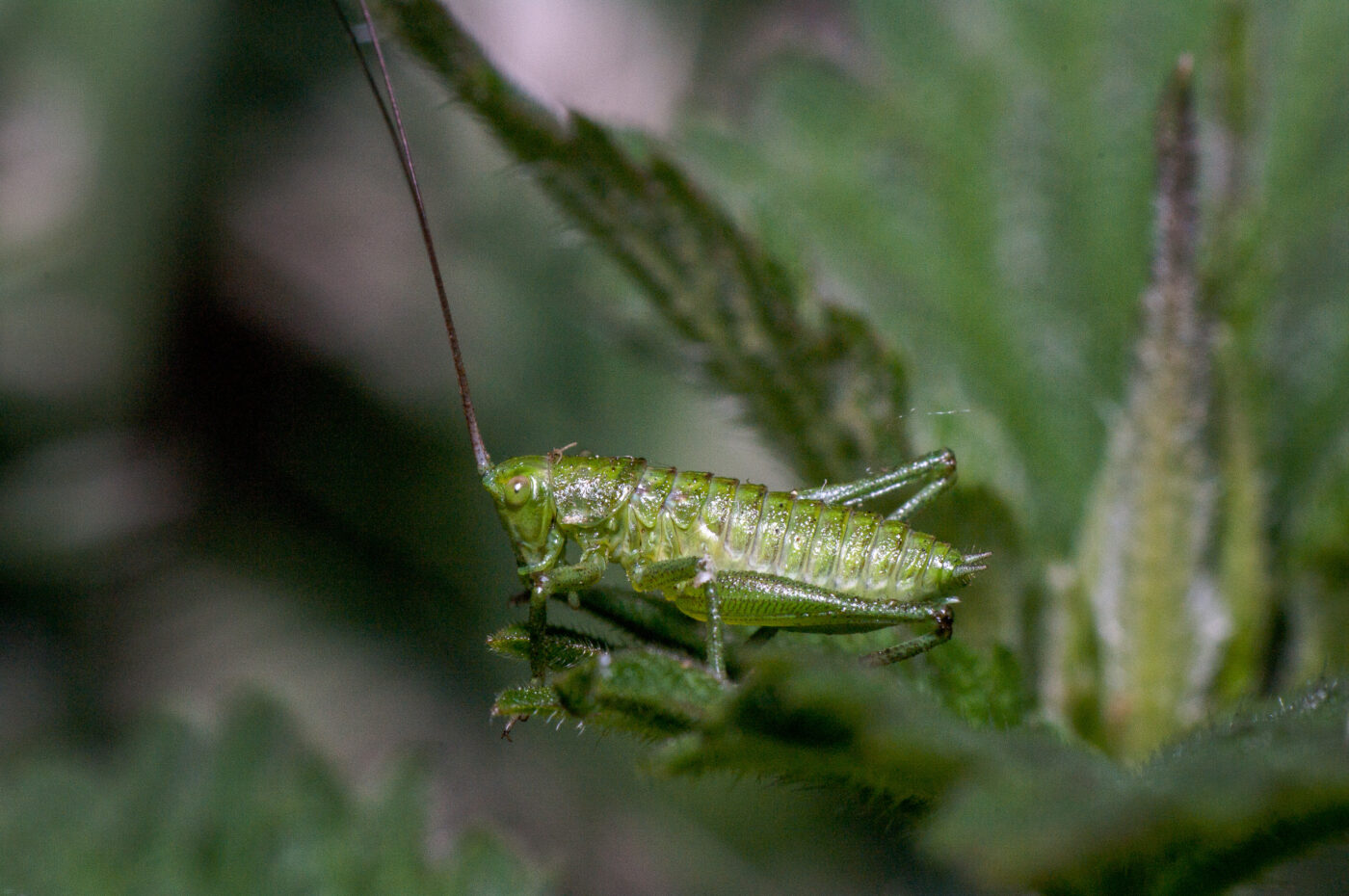 2020-05-21 - NSG Hürfeldhalde Dorsten