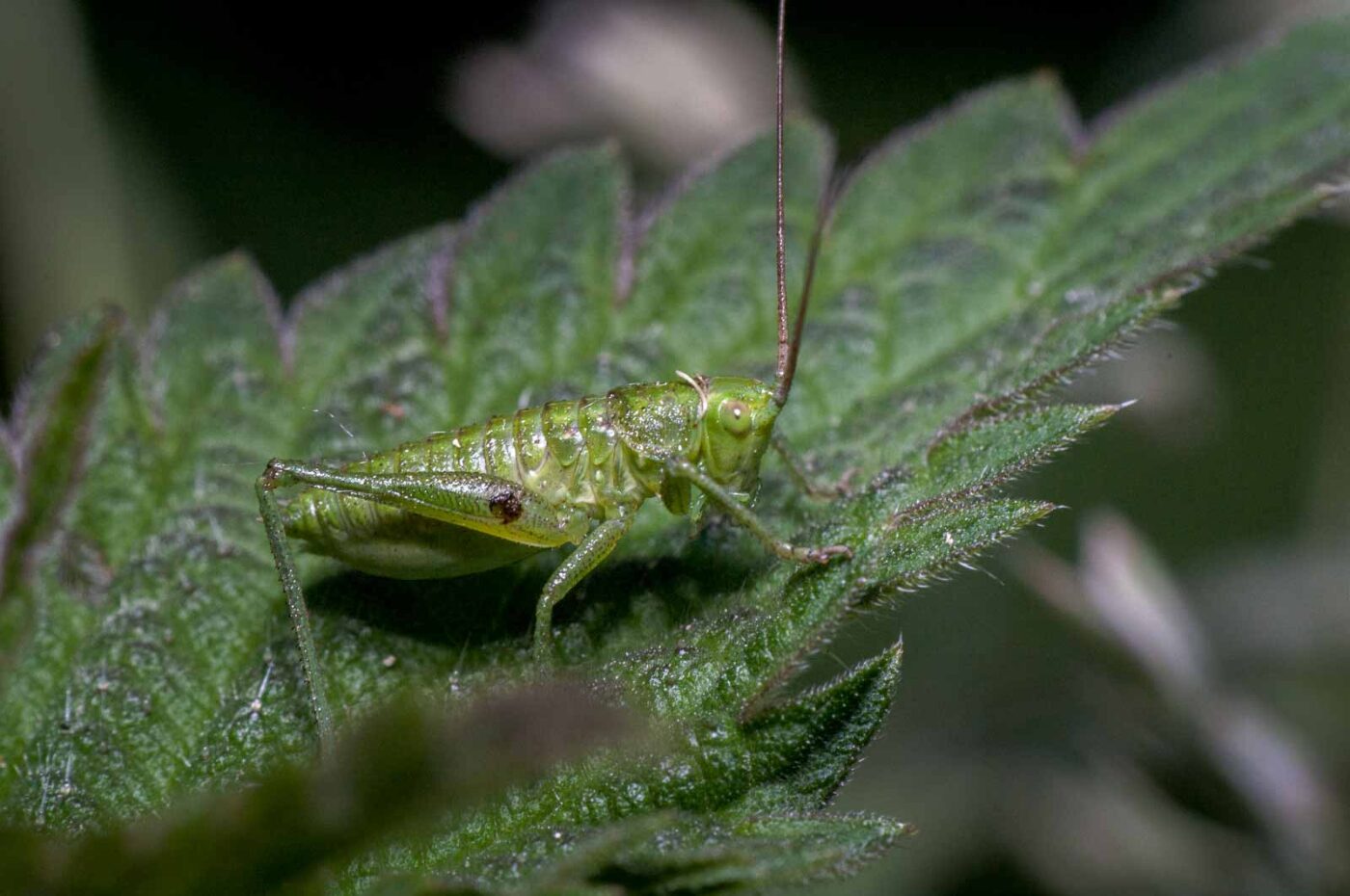 2020-05-21 - NSG Hürfeldhalde Dorsten