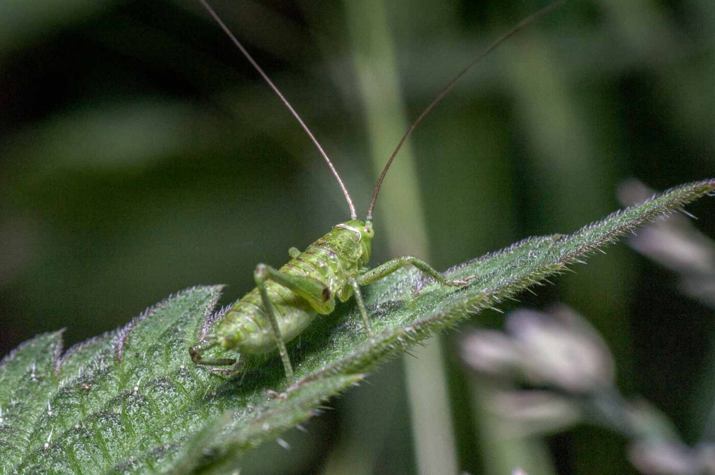 2020-05-21 - NSG Hürfeldhalde Dorsten