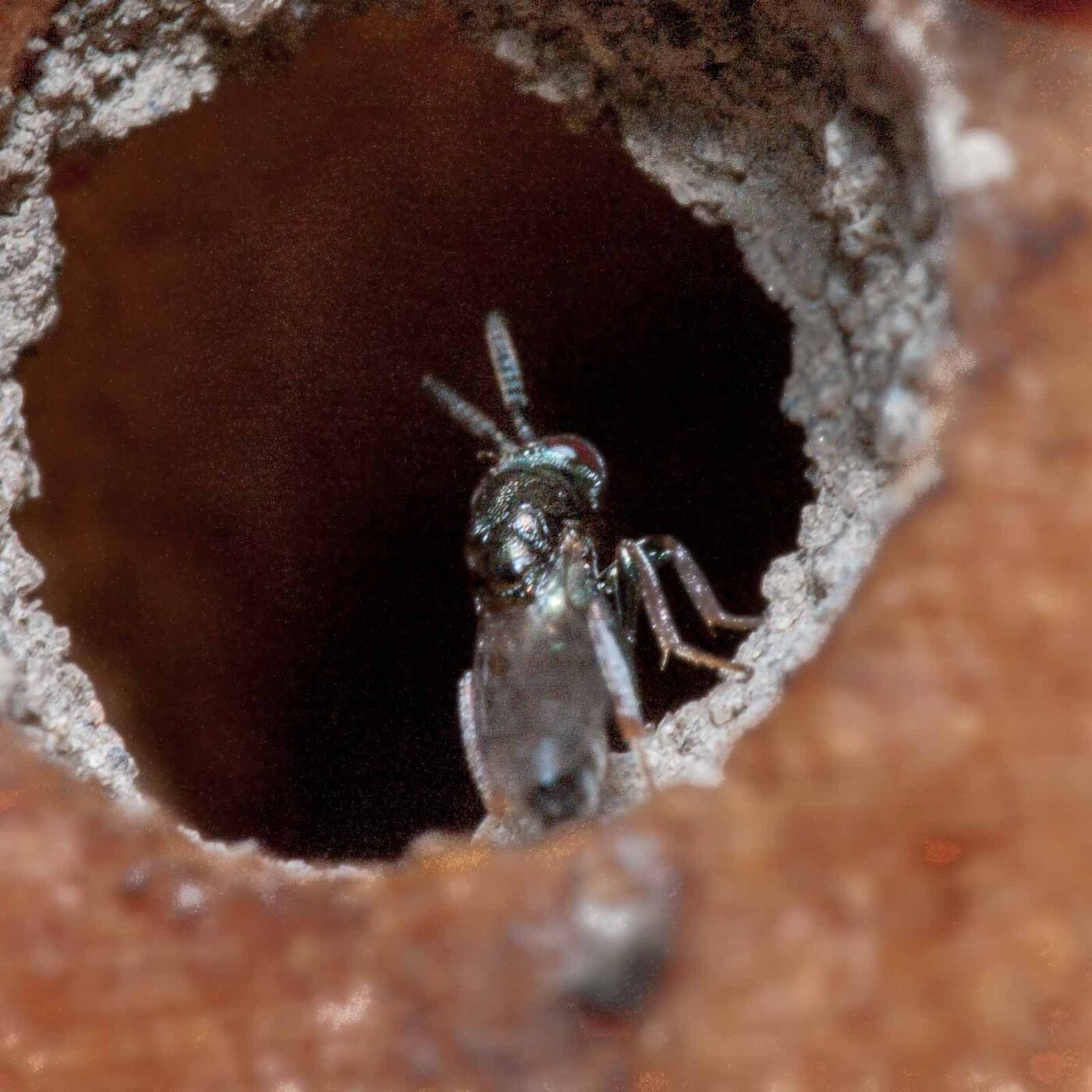 2020-06-13 - RE-Sidenzia auf'm BallKong