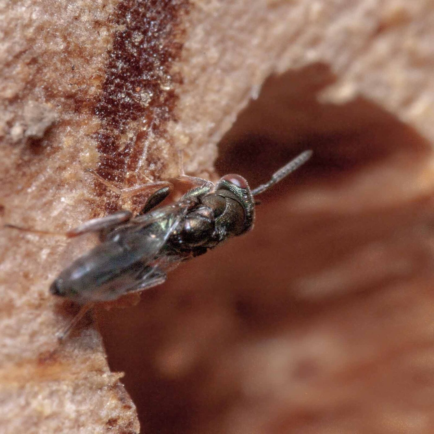 2020-06-13 - RE-Sidenzia auf'm BallKong